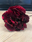 Burgundy Peony