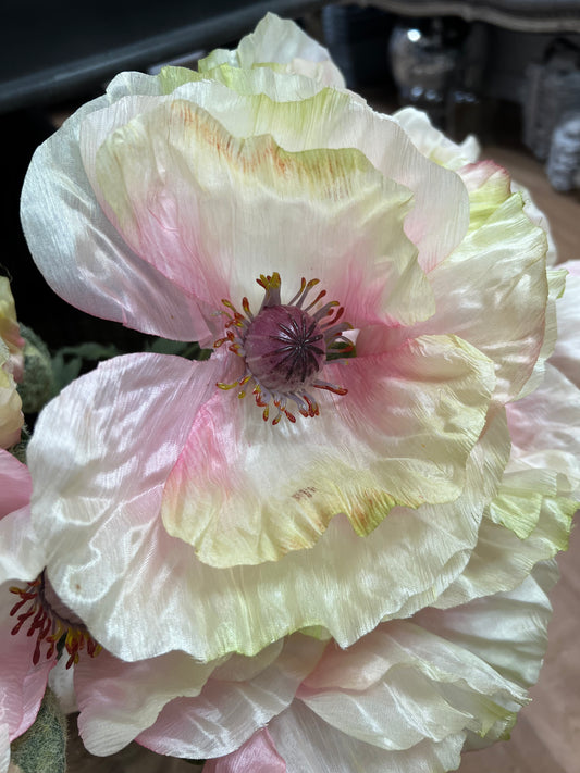 Pink Flock Poppy Short Stem