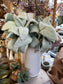 Light Green Lambs Ear Stem