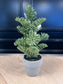 Mini Pine Tree