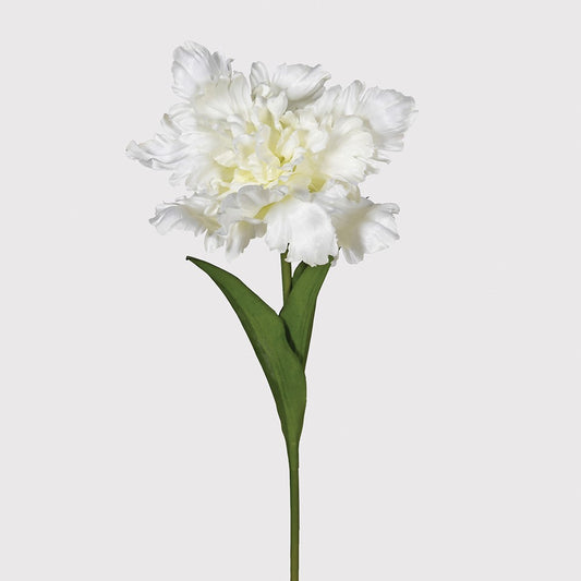 White Parrot Tulip