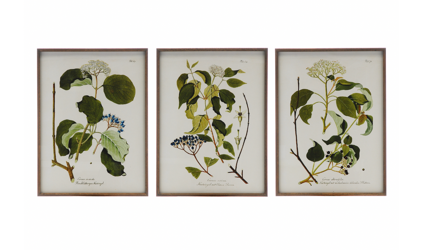 Framed Botanical Print